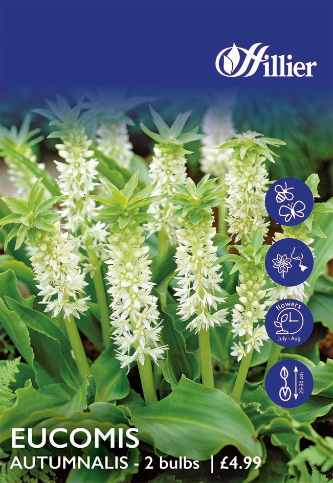 8718641998878 1 HS832 Eucomis Autumnalis.jpg